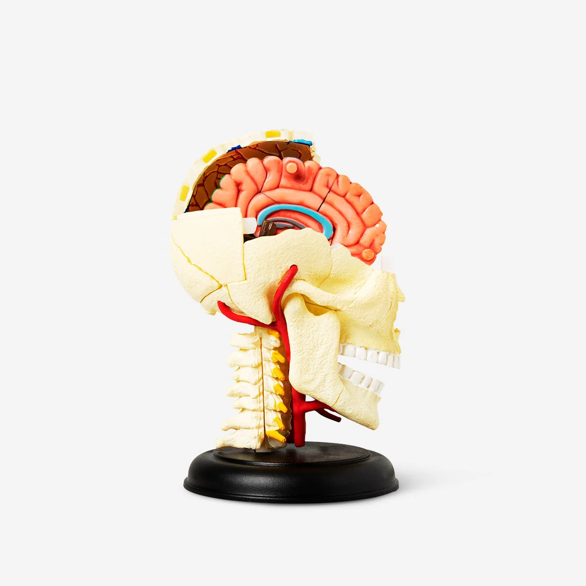 3D anatomic model. Skull - Image 2