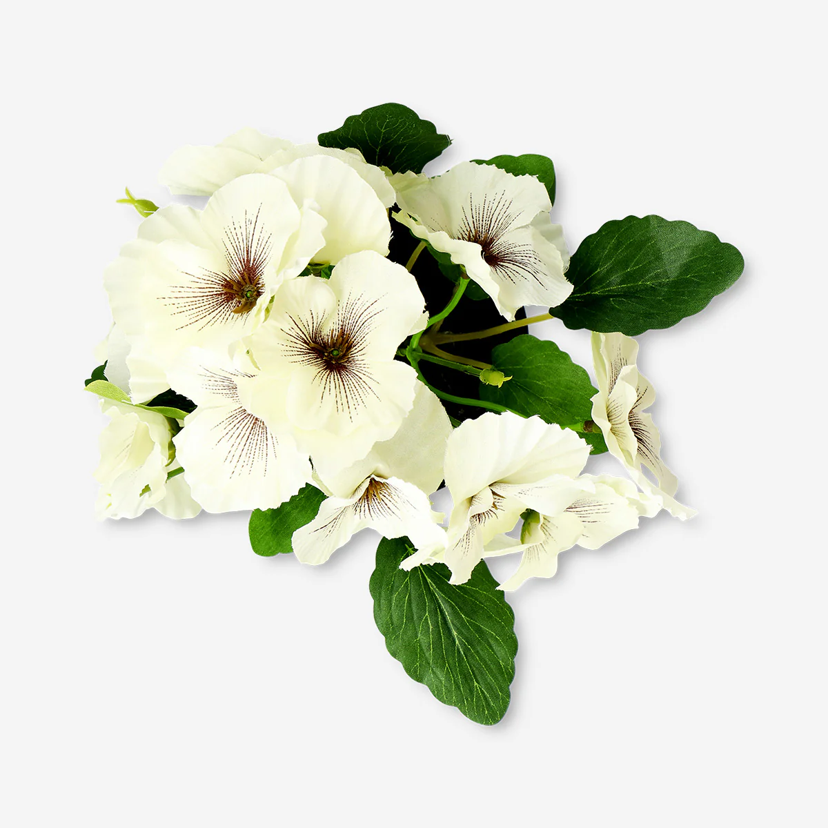 Decorative plant with white flowers - 20 cm - Image 3